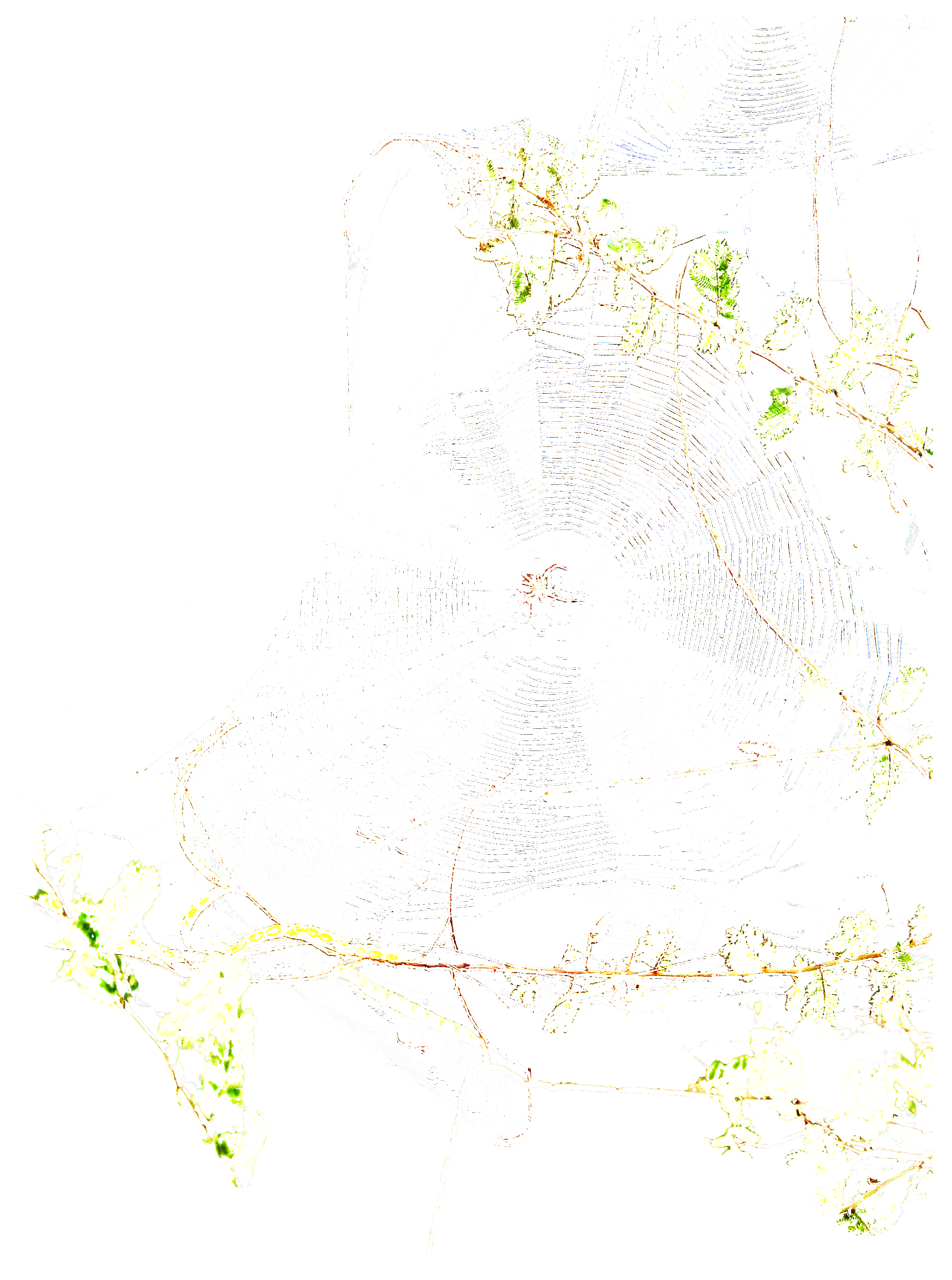 Spider web